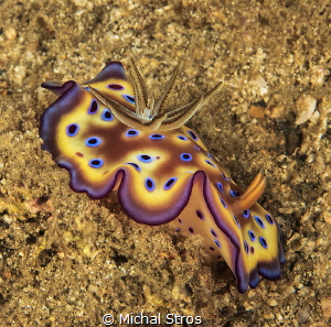 Chromodoris kunei by Michal Stros 